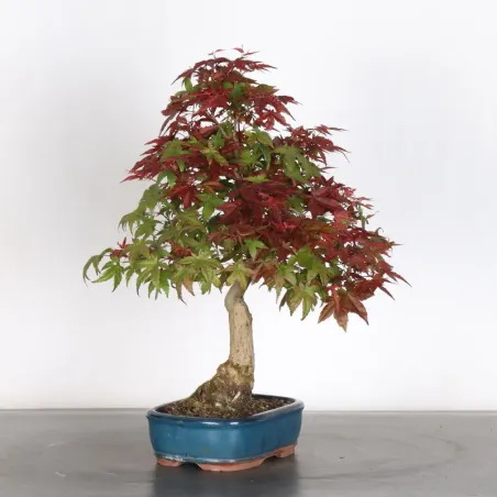 image supplémentaire - JAPANESE RED MAPLE "ACER...