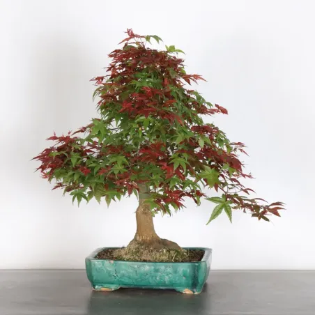 JAPANESE RED MAPLE "ACER DESHOJO" 5-1