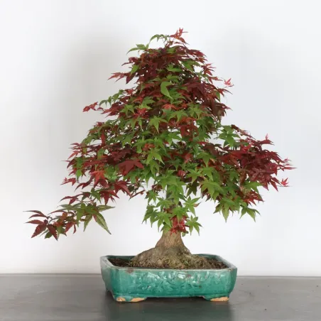 image supplémentaire - JAPANESE RED MAPLE "ACER...