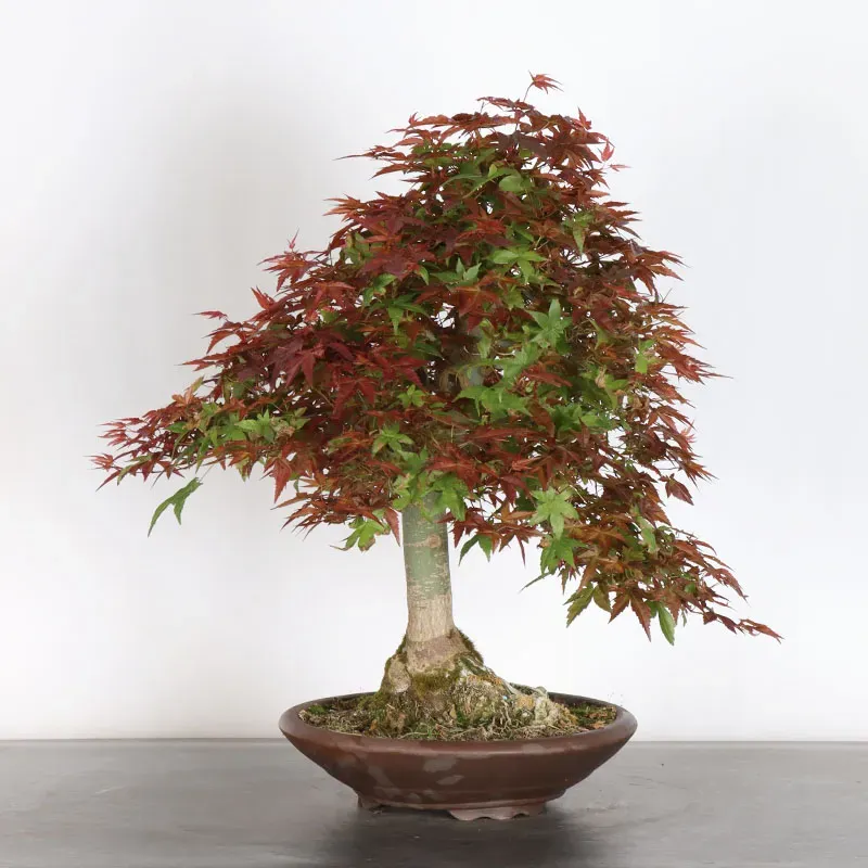 JAPANESE RED MAPLE "ACER DESHOJO" 3-1