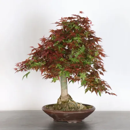 JAPANESE RED MAPLE "ACER DESHOJO" 3-1