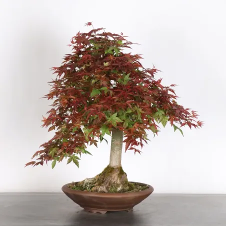 image supplémentaire - JAPANESE RED MAPLE "ACER...
