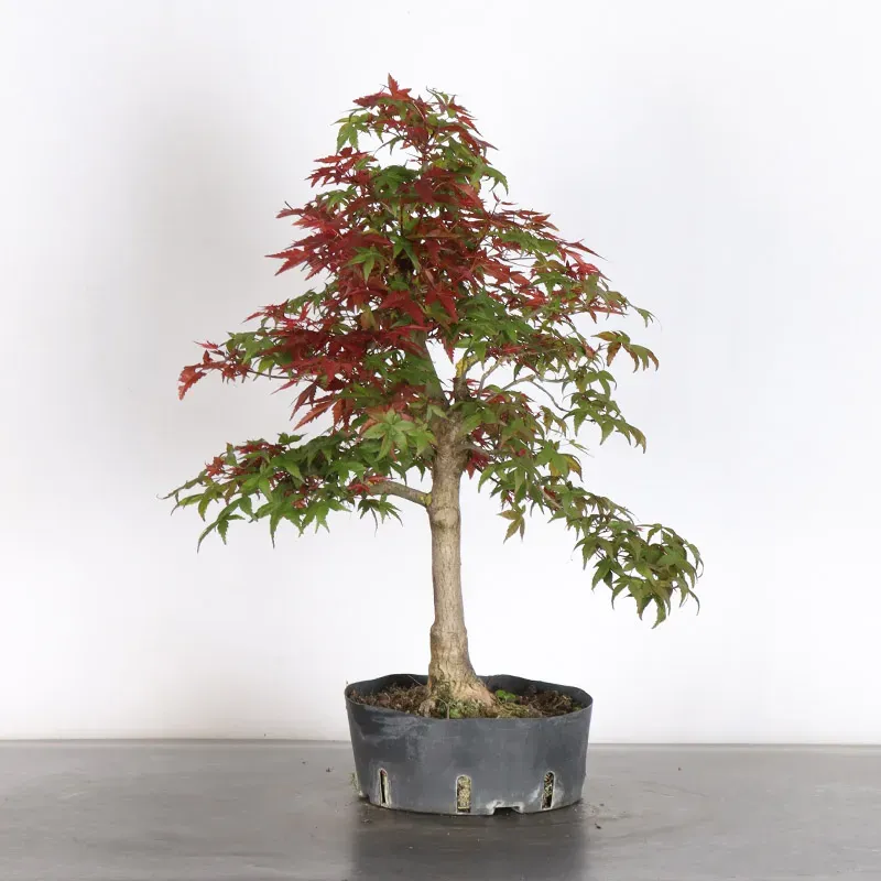 Bonsai Acer Deshojo AD-1-5