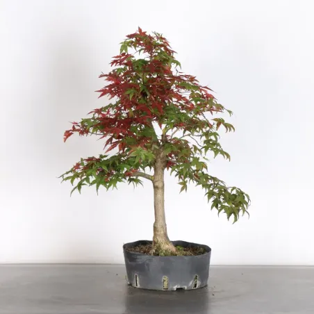 Bonsai Acer Deshojo AD-1-5