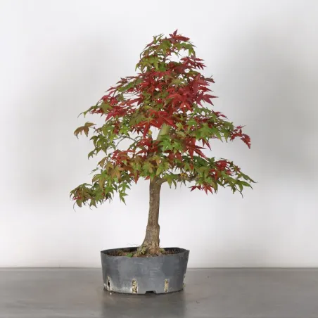 image supplémentaire - JAPANESE RED MAPLE "ACER...