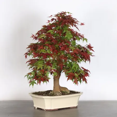 image supplémentaire - JAPANESE RED MAPLE "ACER...