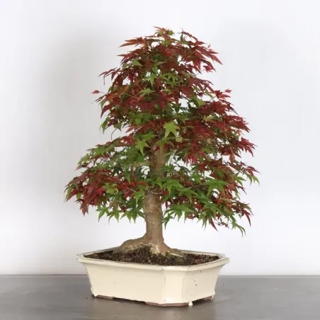 JAPANESE RED MAPLE "ACER DESHOJO" 5-2