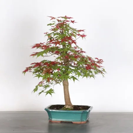 image supplémentaire - ÉRABLE ROUGE DU JAPON "ACER...