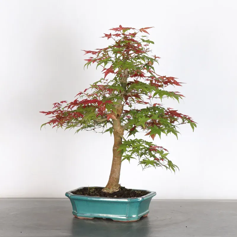 Bonsai Acer Deshojo AD-1-7