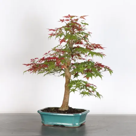 JAPANESE RED MAPLE "ACER DESHOJO" 1-7