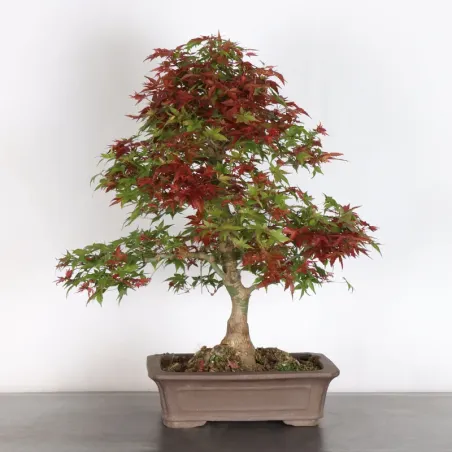 JAPANESE RED MAPLE "ACER DESHOJO" 1-22