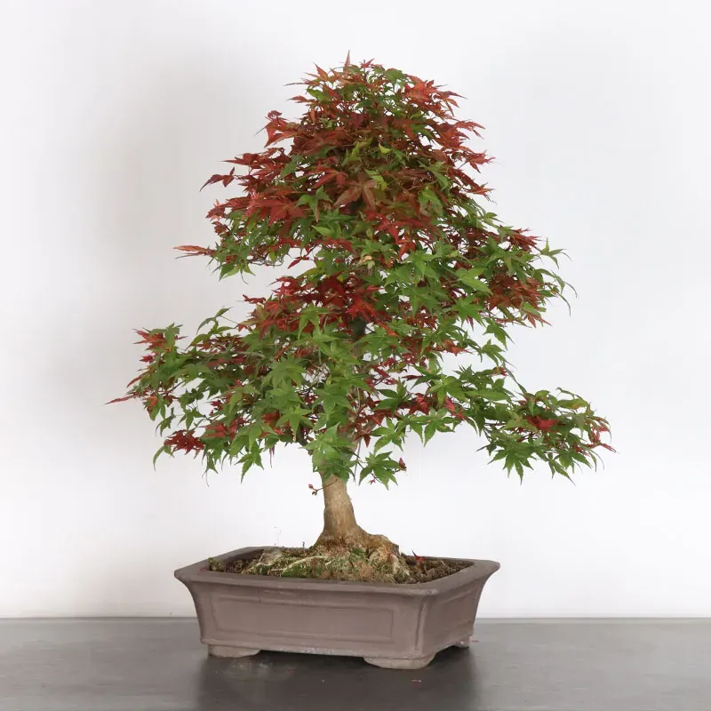 image supplémentaire - ÉRABLE ROUGE DU JAPON "ACER...