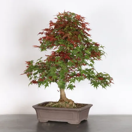 image supplémentaire - ÉRABLE ROUGE DU JAPON "ACER...