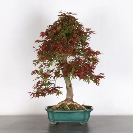 JAPANESE RED MAPLE "ACER DESHOJO" 4-3