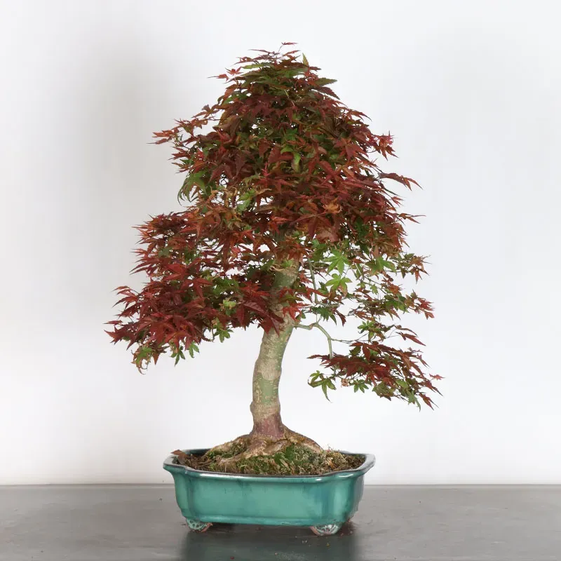 image supplémentaire - ÉRABLE ROUGE DU JAPON "ACER...