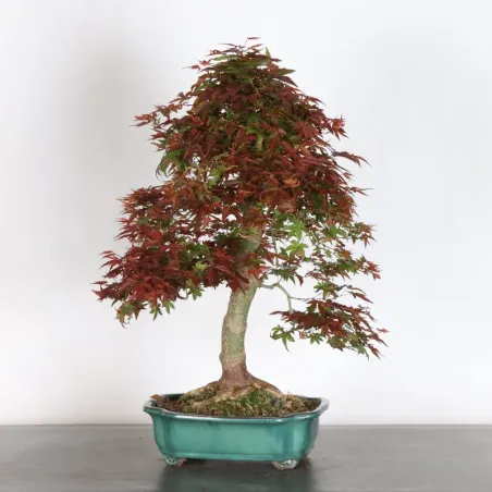 image supplémentaire - JAPANESE RED MAPLE "ACER...