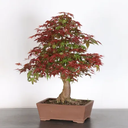 JAPANESE RED MAPLE "ACER DESHOJO" 3-13