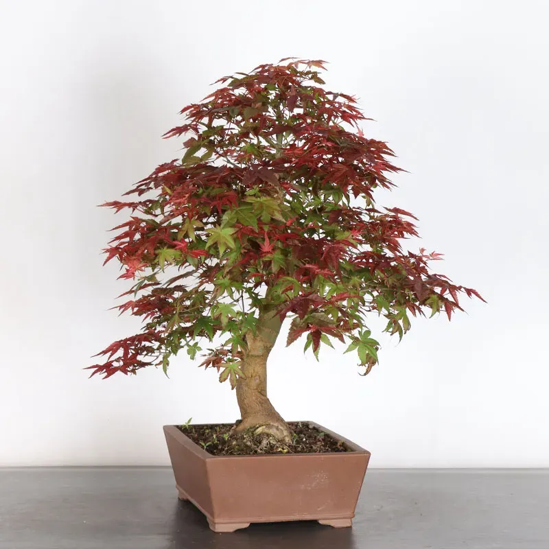 image supplémentaire - ÉRABLE ROUGE DU JAPON "ACER...