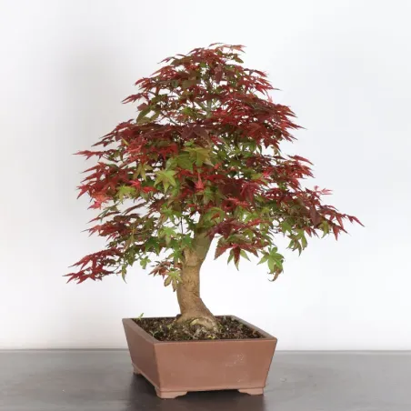 image supplémentaire - ÉRABLE ROUGE DU JAPON "ACER...