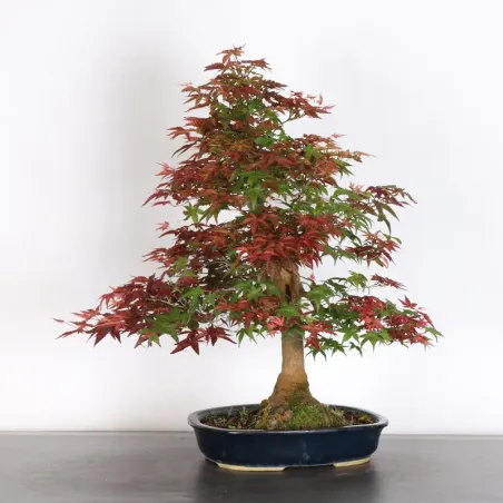 JAPANESE RED MAPLE "ACER DESHOJO" 3-19