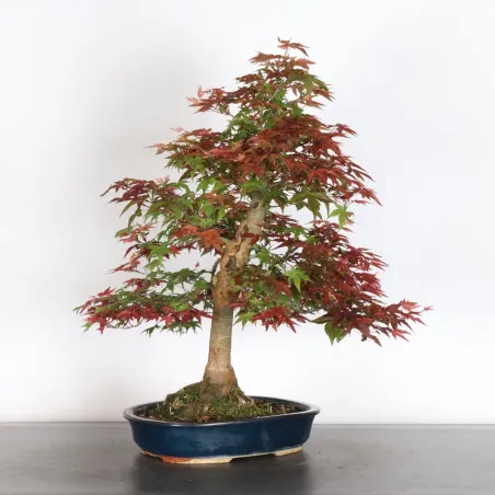 image supplémentaire - JAPANESE RED MAPLE "ACER...