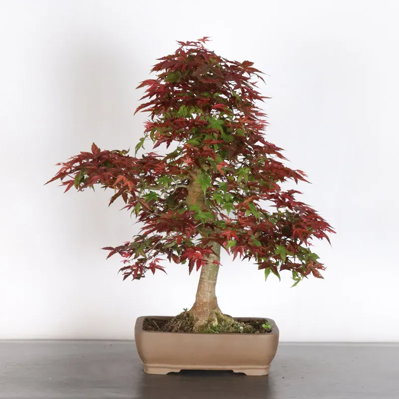 Bonsai Erable Palmatum Deshojo AD-4-2