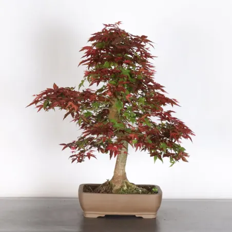 JAPANESE RED MAPLE "ACER DESHOJO" 4-2