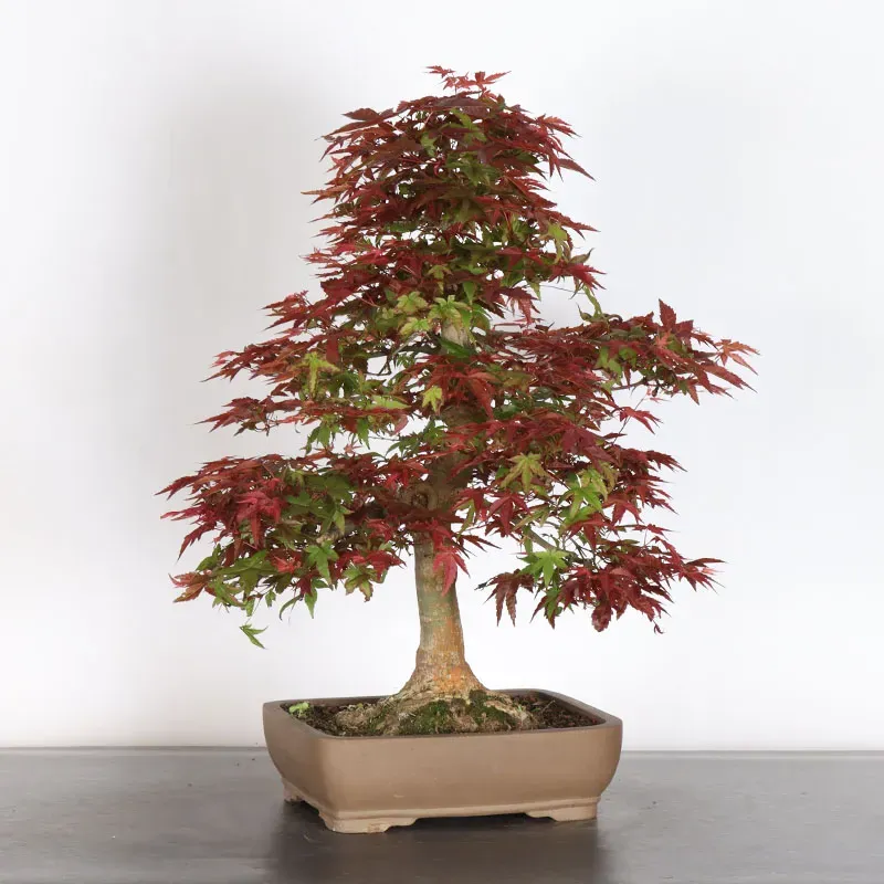 image supplémentaire - ÉRABLE ROUGE DU JAPON "ACER...