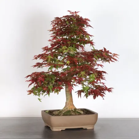 image supplémentaire - JAPANESE RED MAPLE "ACER...