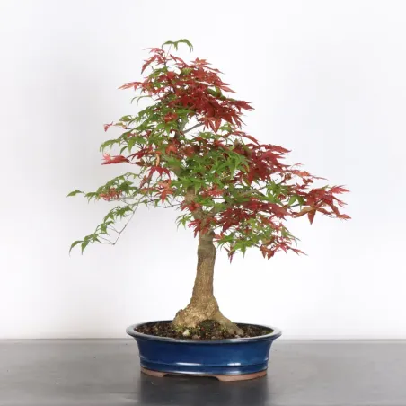 image supplémentaire - JAPANESE RED MAPLE "ACER...