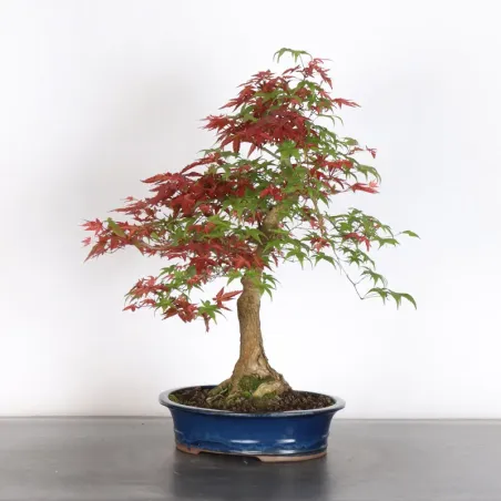 ÉRABLE ROUGE DU JAPON "ACER DESHOJO" 3-11