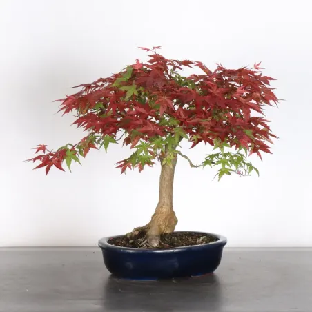ÉRABLE ROUGE DU JAPON "ACER DESHOJO" 3-9