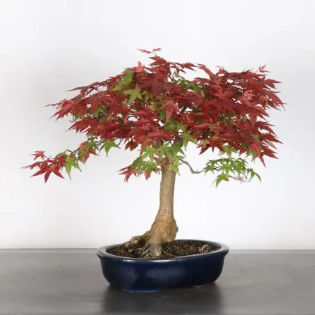 image supplémentaire - JAPANESE RED MAPLE "ACER...