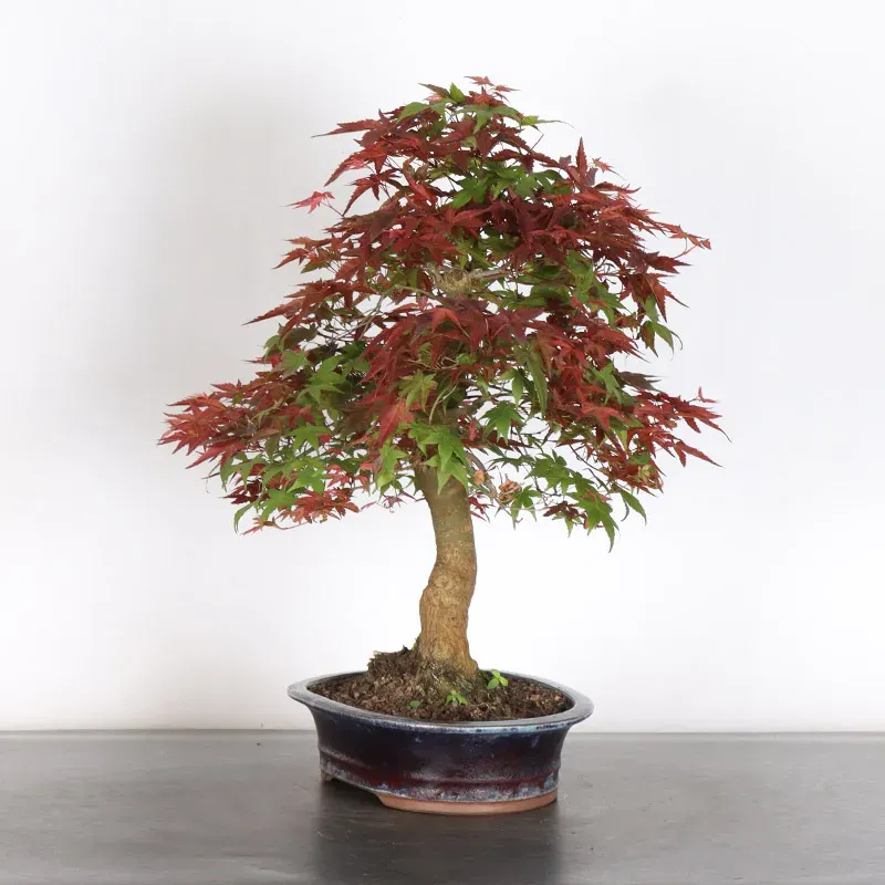 image supplémentaire - JAPANESE RED MAPLE "ACER...