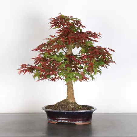 JAPANESE RED MAPLE "ACER DESHOJO" 3-12