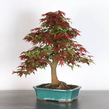 image supplémentaire - JAPANESE RED MAPLE "ACER...