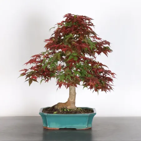 JAPANESE RED MAPLE "ACER DESHOJO" 3-20