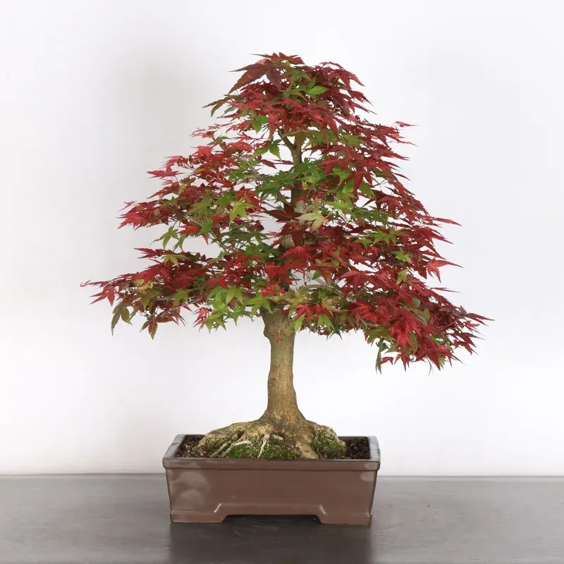 ÉRABLE ROUGE DU JAPON "ACER DESHOJO" 3-18