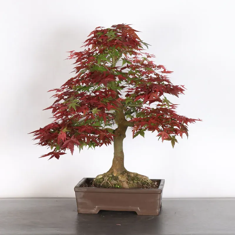 image supplémentaire - ÉRABLE ROUGE DU JAPON "ACER...