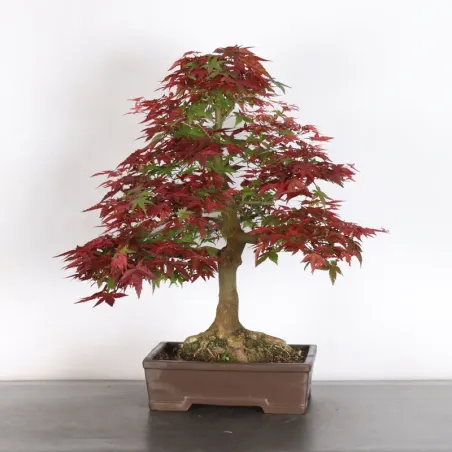 image supplémentaire - JAPANESE RED MAPLE "ACER...