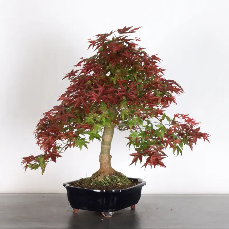 ÉRABLE ROUGE DU JAPON "ACER DESHOJO" 4-5