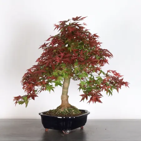 JAPANESE RED MAPLE "ACER DESHOJO" 4-5
