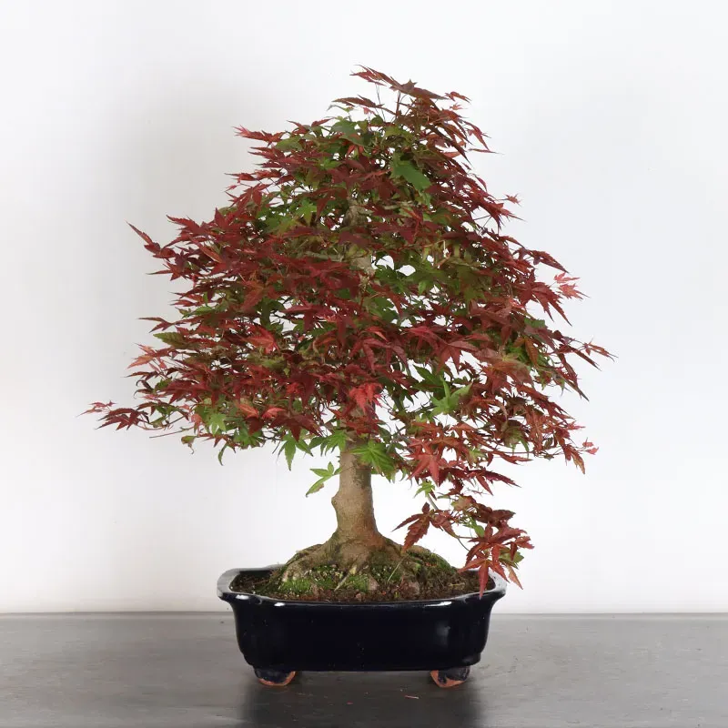 image supplémentaire - ÉRABLE ROUGE DU JAPON "ACER...