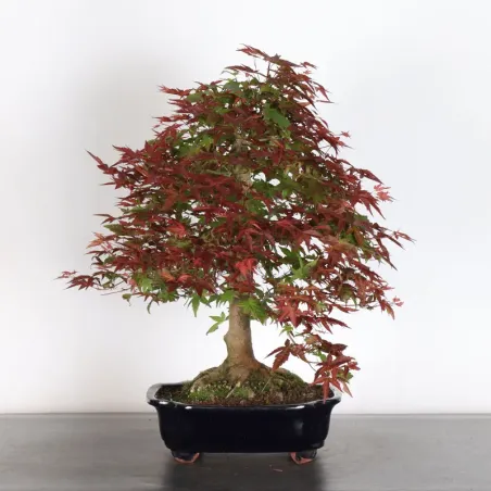 image supplémentaire - JAPANESE RED MAPLE "ACER...
