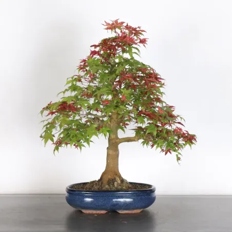 Bonsai Erable Palmatum Deshojo AD-1-8