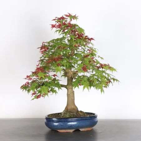 image supplémentaire - JAPANESE RED MAPLE "ACER...