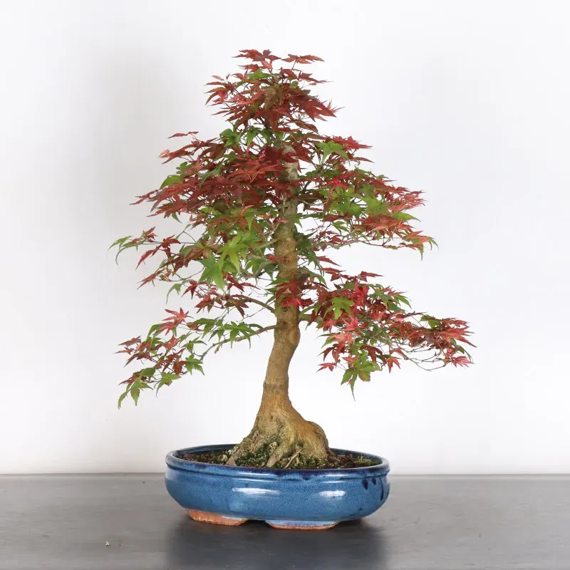 ÉRABLE ROUGE DU JAPON "ACER DESHOJO" 4-4