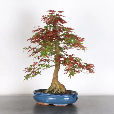 JAPANESE RED MAPLE "ACER DESHOJO" 4-4