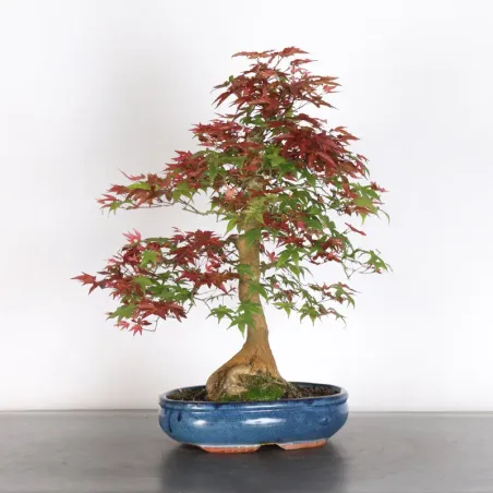 image supplémentaire - ÉRABLE ROUGE DU JAPON "ACER...