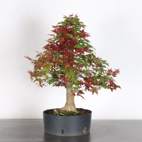 JAPANESE RED MAPLE "ACER DESHOJO" 1-9